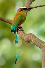 Turquoise-browed motmot - Eumomota superciliosa also Torogoz, colourful tropical bird Momotidae with long tail, Central America from south-east Mexico to Costa Rica