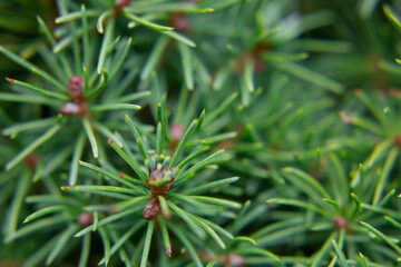 Close-up of a spruce or pine coniferous tree branch in the forest: coniferous needles and young cones
