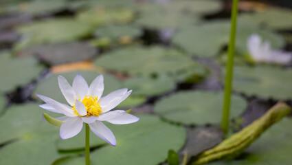 Beautiful water lily flower blooming in the water - white lotus, on the background of leaves on the surface of the lake