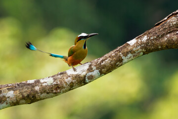 Turquoise-browed motmot - Eumomota superciliosa also Torogoz, colourful tropical bird Momotidae with long tail, Central America from south-east Mexico to Costa Rica