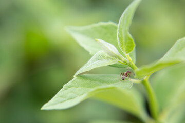 A small ant on a green leaf of a plant in the garden in summer