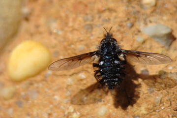 Bee-fly (Bombylella atra)