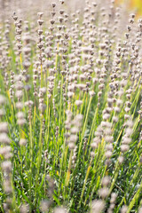 Herbs blooming in summer in the meadow-thin beautiful stems of lavender