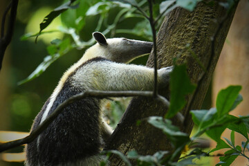 Northern Tamandua - Tamandua mexicana species of anteater, tropical and subtropical forests from...