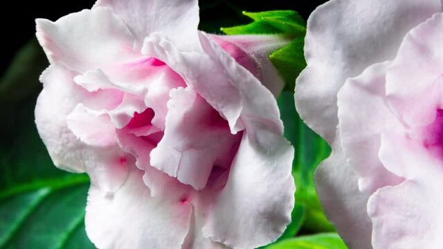 Pink Flower Gloxinia Blooming Fast in Time Lapse on a Black Background. Houseplant Close Up
