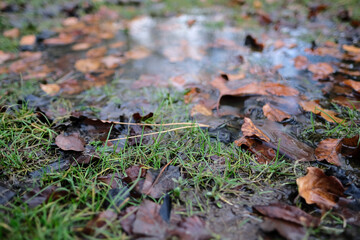 Close up of wet grass in puddle with leaves