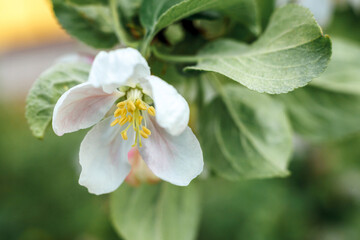 Beautiful white apple blossom flowers in spring time. Background with flowering apple tree. Inspirational natural floral spring blooming garden or park. Flower art design. Selective focus.