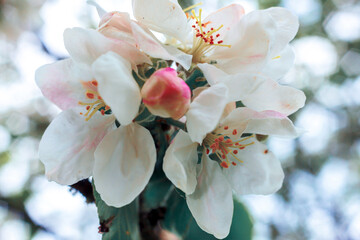 Fototapeta na wymiar Beautiful white apple blossom flowers in spring time. Background with flowering apple tree. Inspirational natural floral spring blooming garden or park. Flower art design. Selective focus.