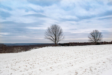 landscape with trees