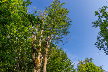 trees and sky