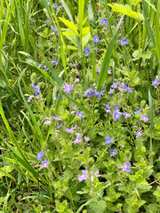 Fototapeta premium Blue delicate wildflowers Veronica Chamaedrys on green meadow. Nice dayflowers on lawn. Fresh light green grass field. First spring flowers. 