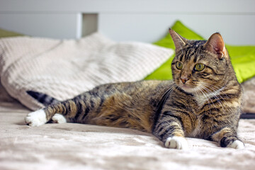 Cat authentic. A cute domestic striped cat with white spots lies on a bed on a gray bedspread with green pillows. The concept of a cozy home, hygge style