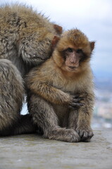 Cute ape cub looks into camera. Furry Barbary macaques in Gibraltar. Primate animals mum and baby with blurry overcast sky background and copy space