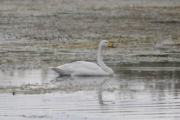 Whooper Swan on the water