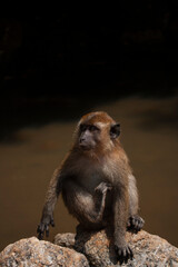 Monkey at Lagnkawi Island