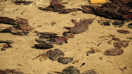 Several brown leaves flowing underwater. The clear transparent water lets the viewer see all details on the sandy bottom of the river without any reflection. 