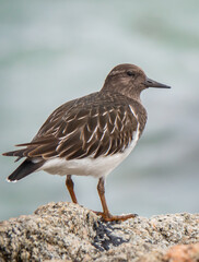 The Black Turnstone (Arenaria melanocephala) is a shorebird inhabiting the Pacific Coast from Alaska to Baja California. This bird was sighted at Garrapata State Park, along the Monterey Bay.