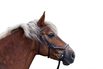 Portrait of chocolate silver horse in a leather bridle in profile