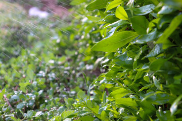 Rain in the gardens