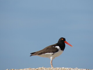 Oystercatcher