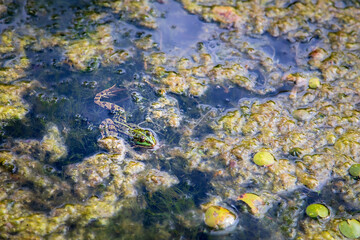 Schwimmender Frosch