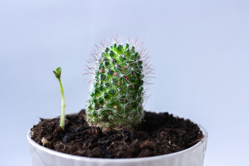 Two plants growing together, cactus and sprout in one pot on gray background with copy space