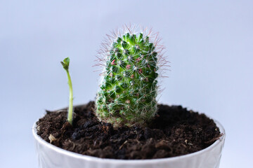 Two plants growing together, cactus and sprout in one pot on gray background with copy space
