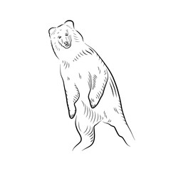 Sketch of standing up bear. Surprised or afraid.