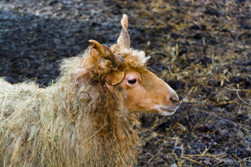 Hungarian breed racka sheep with twisted horn