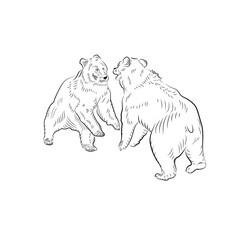 Sketch. Battle of two bears.