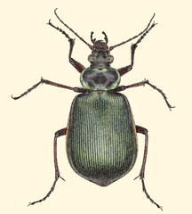 Stipple Technique Fiery Searcher Ground Beetle, Carabidae, Calosoma Scrutator