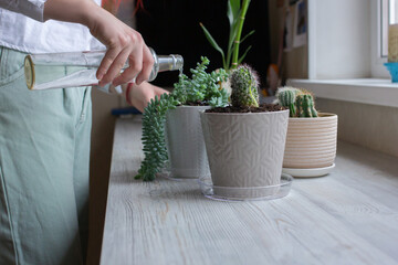 Home gardening blogger hydrating plants, cactuses in pots on wooden table, woman gardener at work