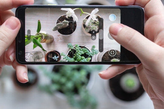 Florist blogger taking photos of home garden with cactuses and bamboo, phone photography for work, mobile phone in hands