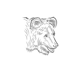 Sketch. Head of bear.