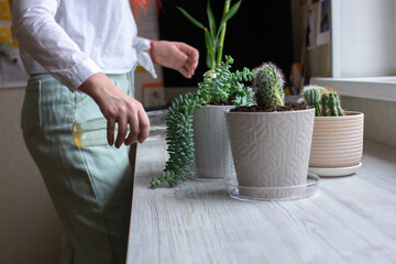 Home gardening blogger hydrating plants, cactuses in pots on wooden table, woman gardener at work