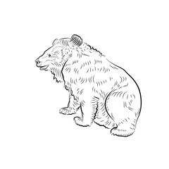 Sketch. Tibetan bear.