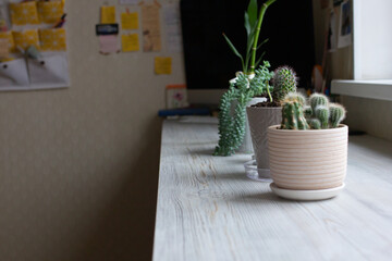 Home gardening blogger, cactuses in pots on wooden table