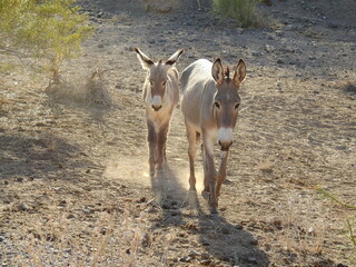 A mama wild burro and her babe roaming the Mojave Desert, in the Parker Dam area, San Bernardino County, California.