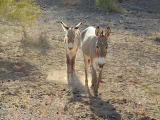 A mama wild burro and her babe roaming the Mojave Desert, in the Parker Dam area, San Bernardino County, California.