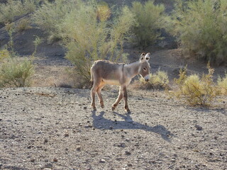 Young wild burro roaming the Mojave Desert, Parker Dam area, San Bernardino, California.