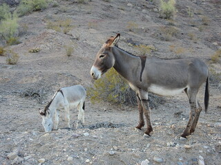 Wild burros living in the Mojave Desert, Parker Dam area, San Bernardino County, California.
