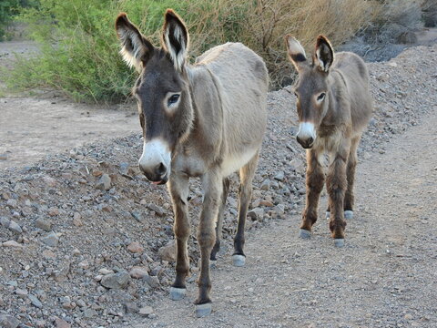 A mama wild burro and her babe roaming the Mojave Desert, in the Parker Dam area, San Bernardino County, California.
