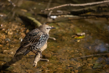 European Starling standing on a branch by the river. (Sturnus vulgaris)