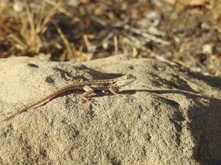 Western fence lizard sunbathing on a rock in the Carrizo Plain, San Luis Obispo County, California. 