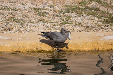 View of a female inca tern standing on the shore of a lake with a fish in its beak. (Larosterna inca)