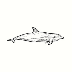 Bottlenose dolphin side view. Ink black and white doodle drawing in woodcut outline style. Vector illustration