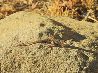 Western fence lizard sunbathing on a rock in the Carrio Plain, San Luis Obispo County, California. 
