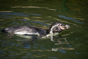 Naklejka premium The Humboldt penguin swimming during a hot summer.(Spheniscus humboldti) 