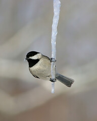 Chickadee on Icicle