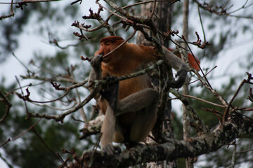 Proboscis Monkey